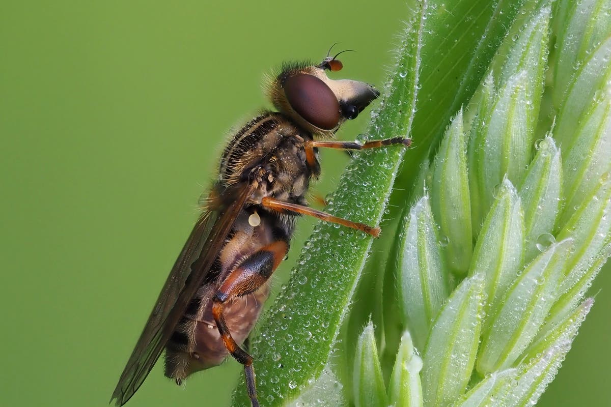 Hoverflies vital for pollinating crops are under threat in Europe, say ...