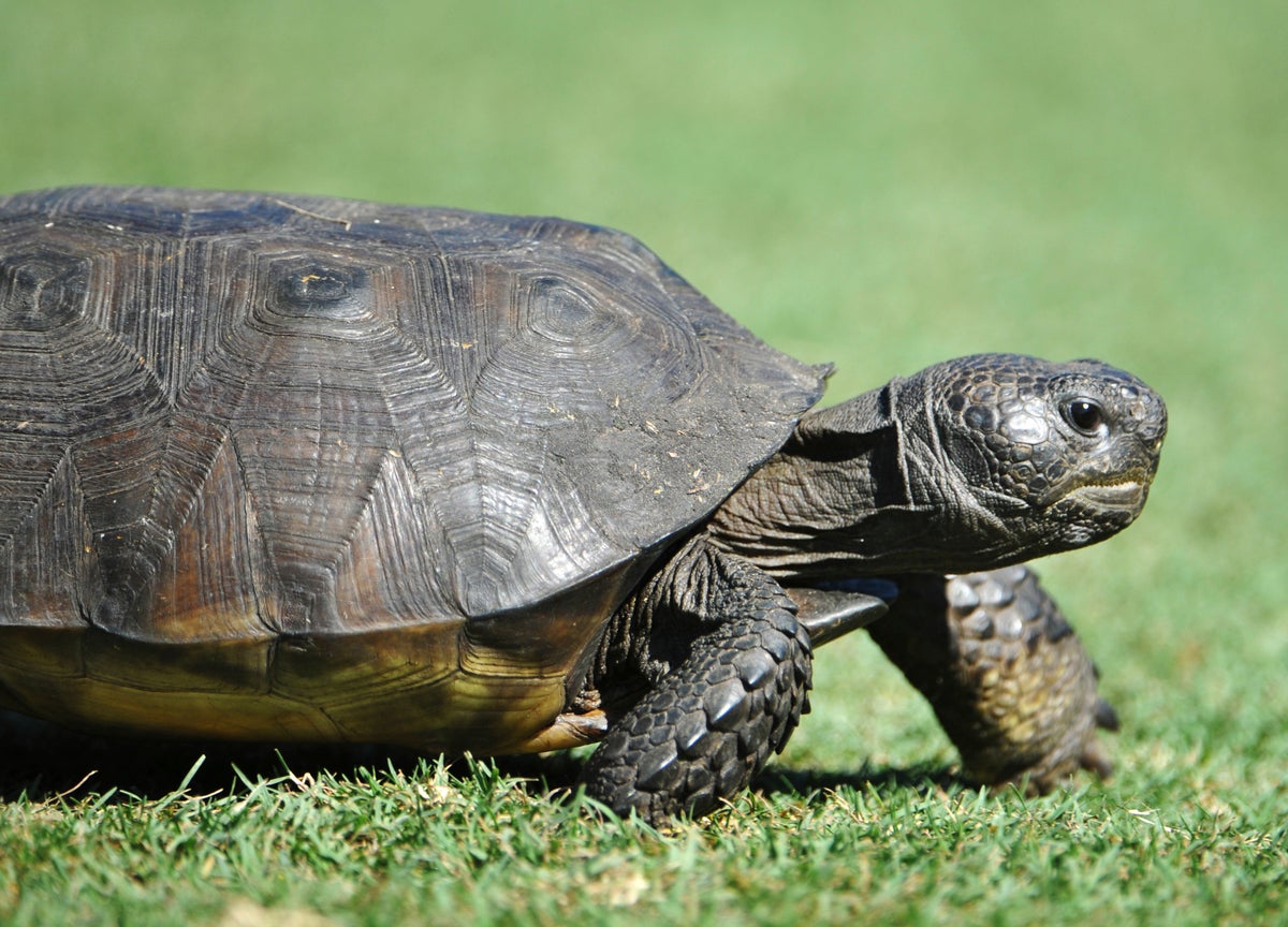 Feds: Gopher tortoise not threatened over most of its range