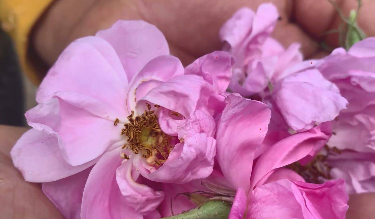 The Kashmiri rose oil worth millions