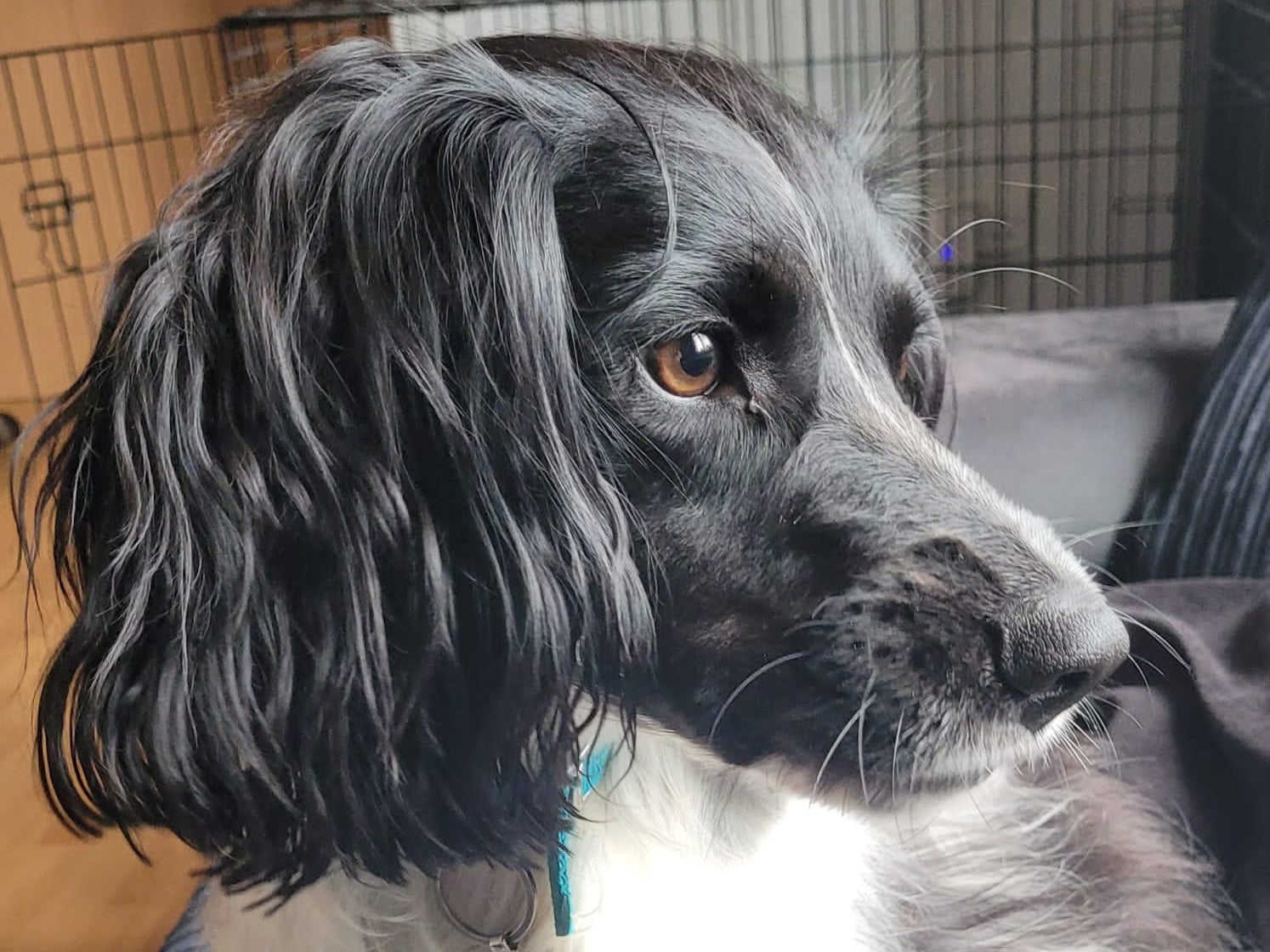 Poppy the spaniel was trained to detect low blood sugar by the charity Hypo Hounds