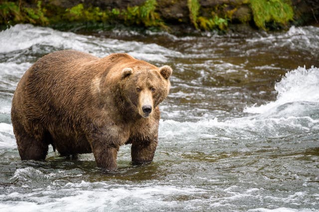 <p>A grizzly bear in Katmai National Park, Alaska</p>