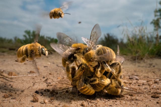The big buzz by Karine Aigner (Karine Aigner/Wildlife Photographer of the Year/PA)
