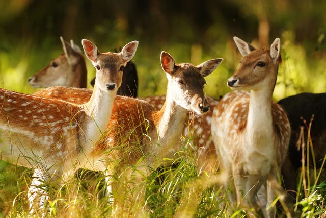 Fallow deer are among the non-native species which have been photographed in the survey (Brian Lawless/PA)