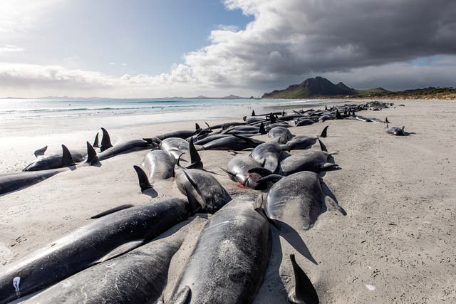 New Zealand Stranded Whales