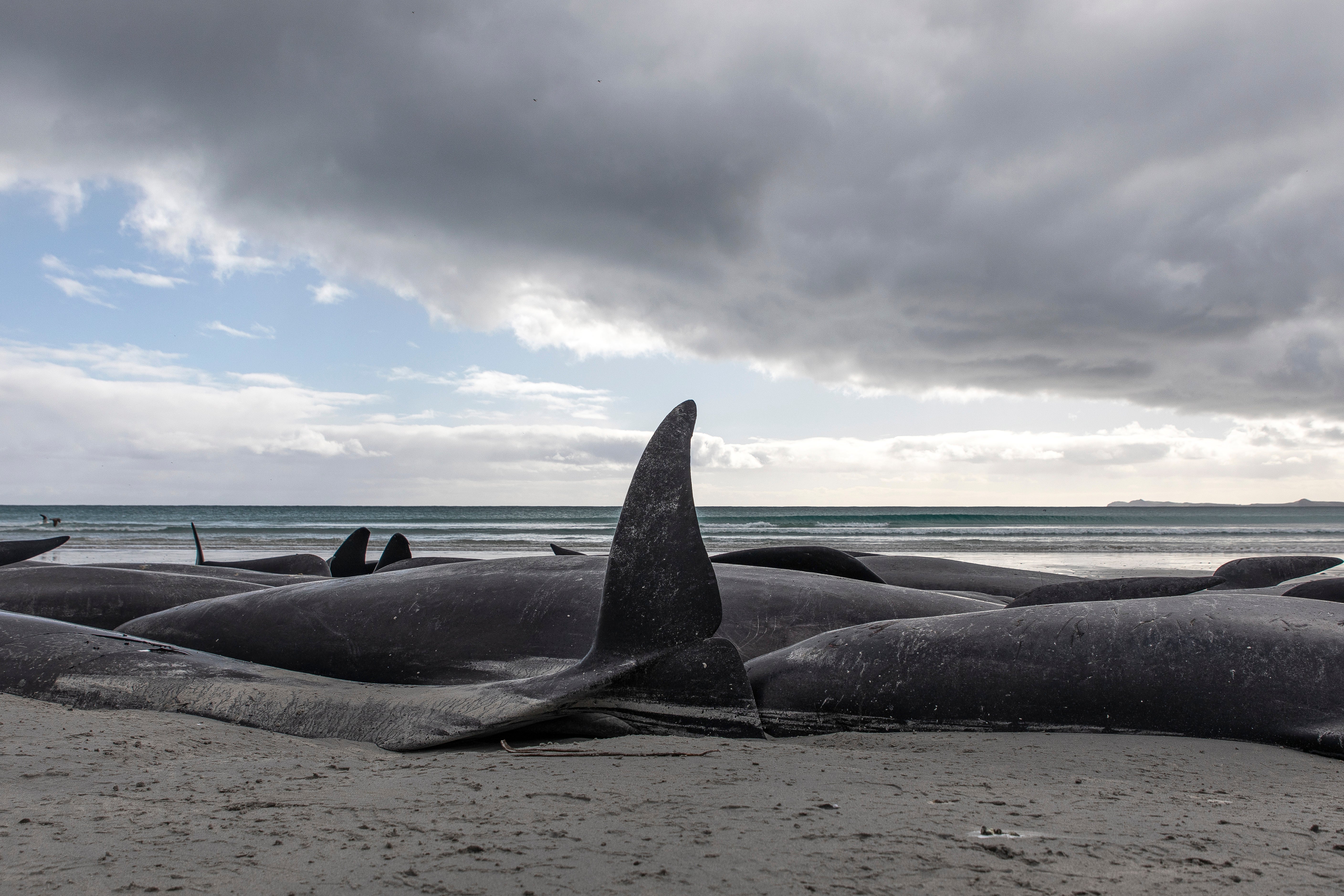 New Zealand Stranded Whales