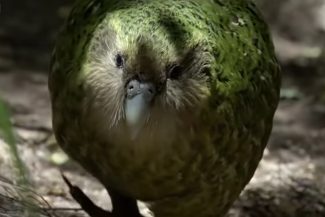 <p>Kakapo</p>
