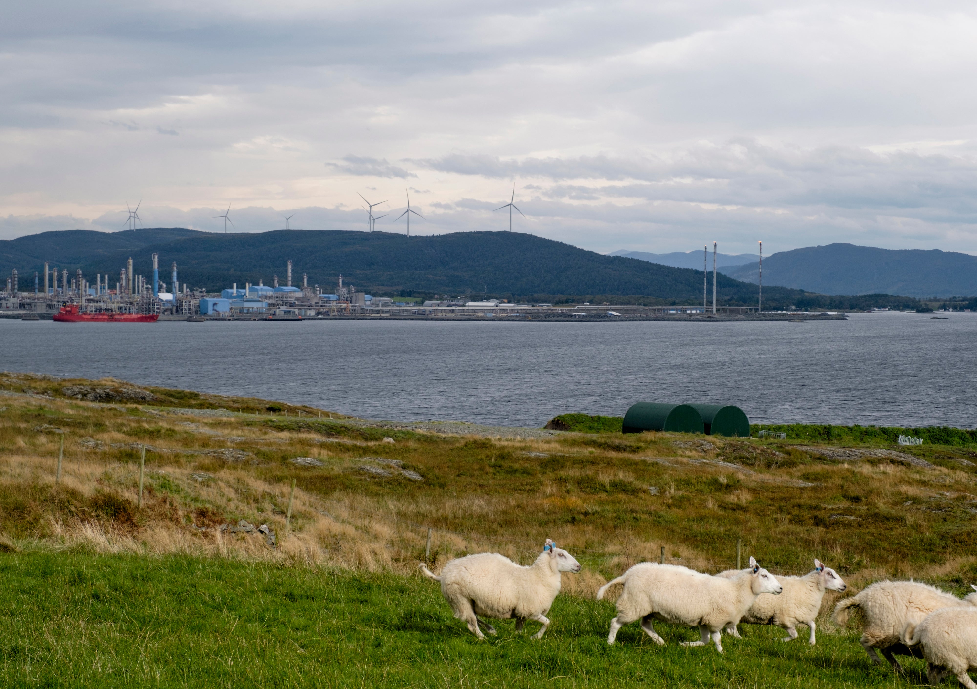 Sheep run along the coast in view of the Gassco gas processing plant near Stavanger