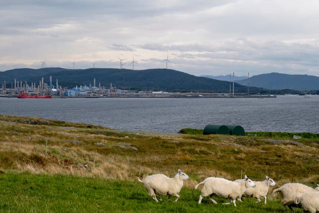 <p>Sheep run along the coast in view of the Gassco gas processing plant near Stavanger</p>