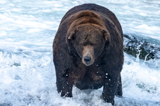 Chunky one-ton Alaskan bear ‘747’ wins Fat Bear Week competition yet again