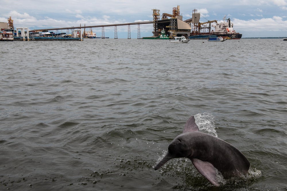 Amazon river dolphins hunt for scraps from a fish market at Cargill port in the Amazon