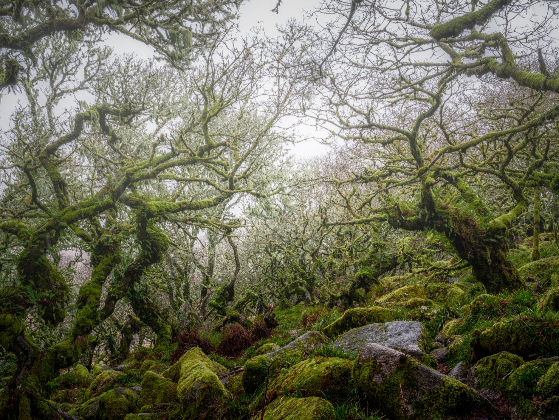 Wistmans Wood, in Dartmoor National Park in Devon, is one of the last fragments of temperate rainforest in Britain