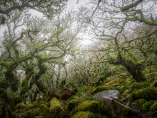 Rebuilding a forest: How humans lost touch with woodlands – and how we’re restoring the connection