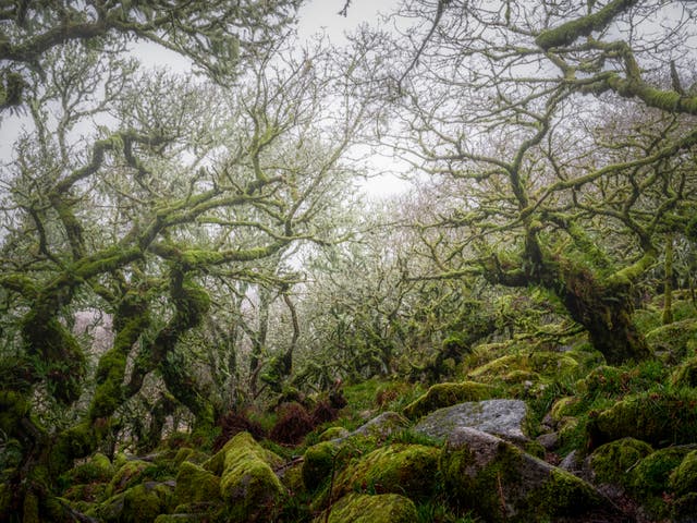 <p>Wistmans Wood, in Dartmoor National Park in Devon, is one of the last fragments of temperate rainforest in Britain</p>