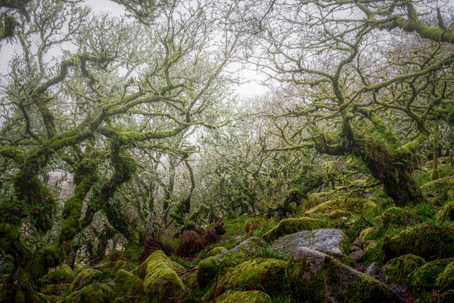<p>Wistmans Wood, in Dartmoor National Park in Devon, is one of the last fragments of temperate rainforest in Britain</p>