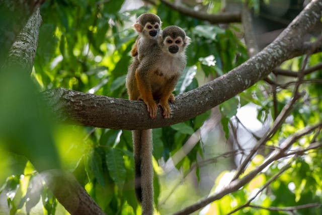 Black squirrel monkeys in the forest canopy in the Tapajós region in the Amazon, Brazil (Chris J Ratcliffe/WWF-UK/PA)