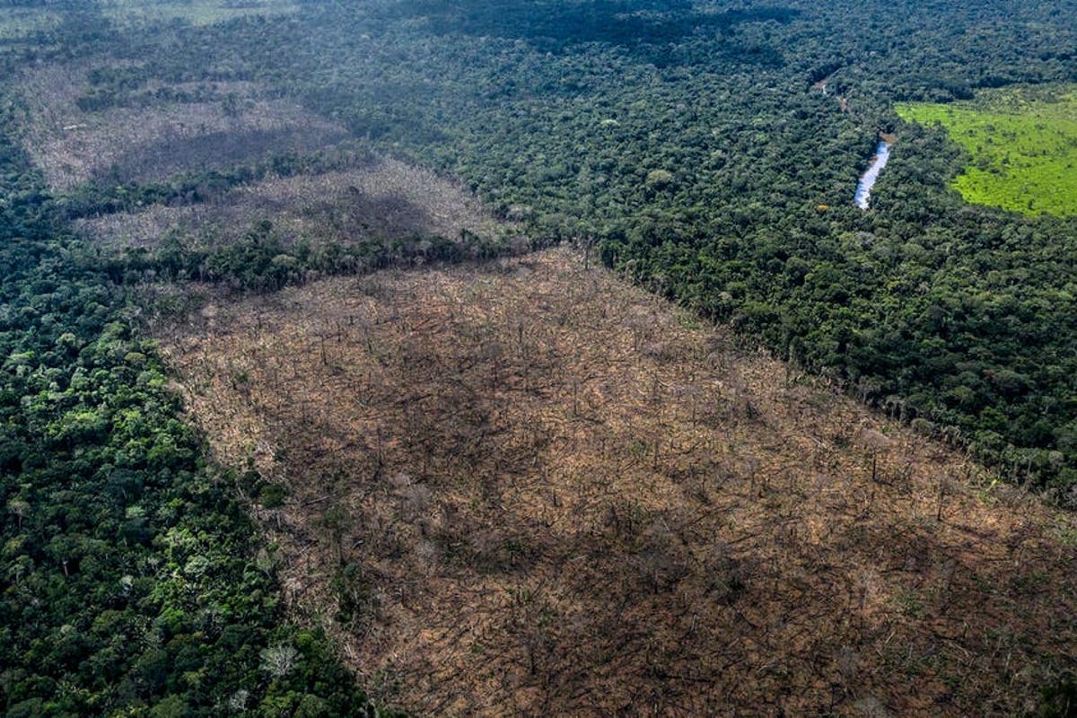 UK ‘complicit’ in Amazon destruction, campaigners warn | The Independent