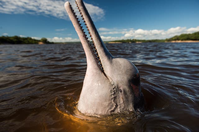 <p>Pink river dolphins have plummeted by 65% in the past five decades</p>