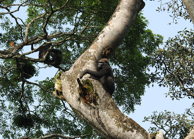 <p>In the Goualougo Triangle, chimpanzees (left) and gorillas (right) were observed to associate in the same tree as well as feed together on the same food sources, play together and socially interact in other ways</p>