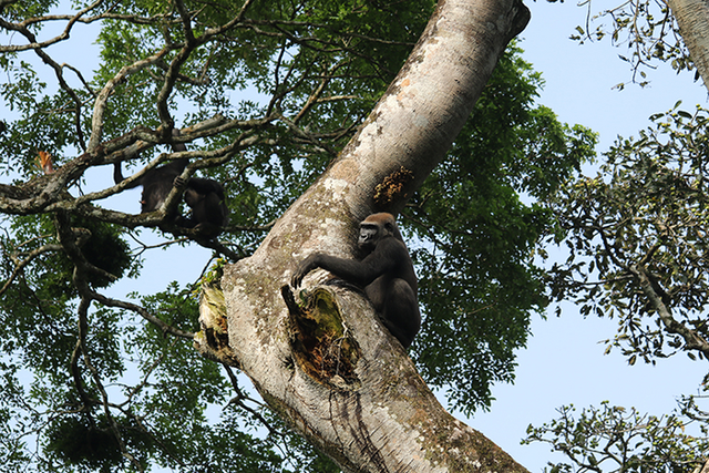 <p>In the Goualougo Triangle, chimpanzees (left) and gorillas (right) were observed to associate in the same tree as well as feed together on the same food sources, play together and socially interact in other ways</p>