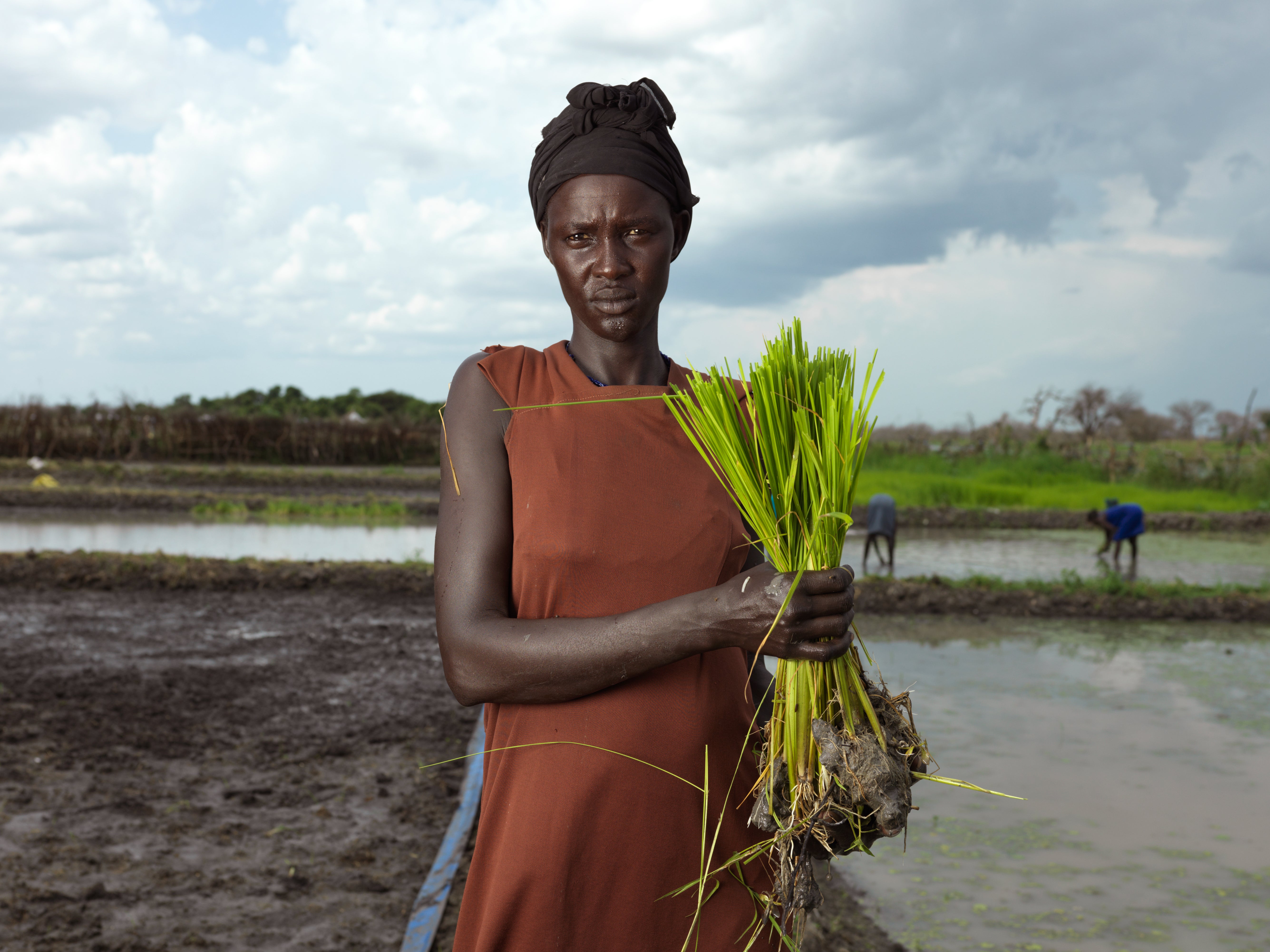 Nyalith Tot, 31, takes rice from the nursery to be replanted in the paddy