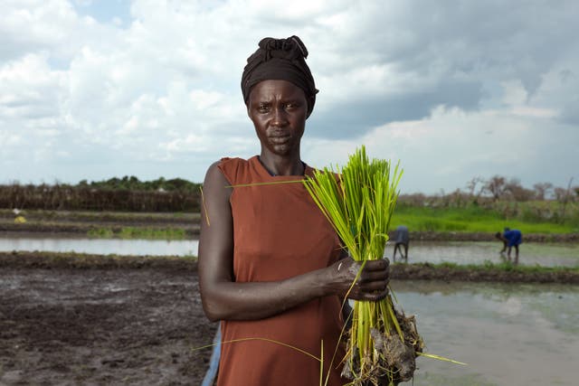 <p>Nyalith Tot, 31, takes rice from the nursery to be replanted in the paddy</p>