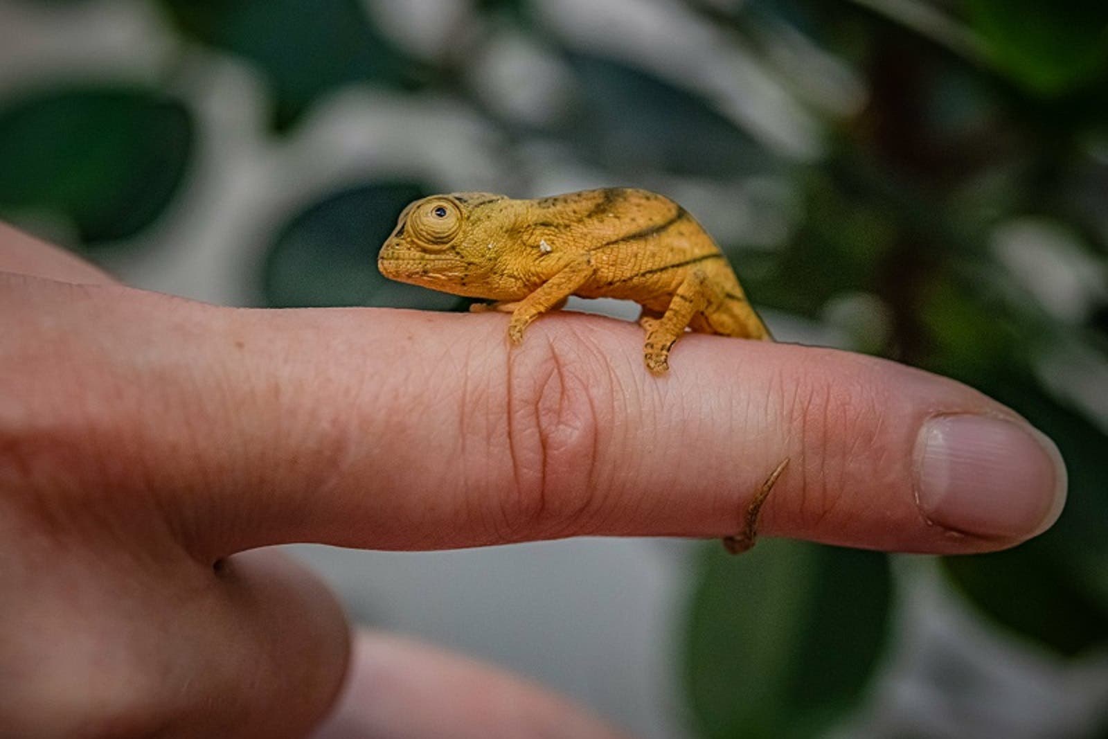 Reptile experts at Chester Zoo believe they have become the first in the UK to breed rare Parson’s chameleons (Chester Zoo/PA)