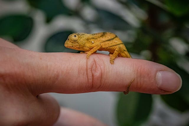 Reptile experts at Chester Zoo believe they have become the first in the UK to breed rare Parson’s chameleons (Chester Zoo/PA)
