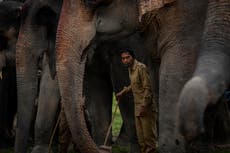Indian forest official trampled to death by wild elephant while recording video