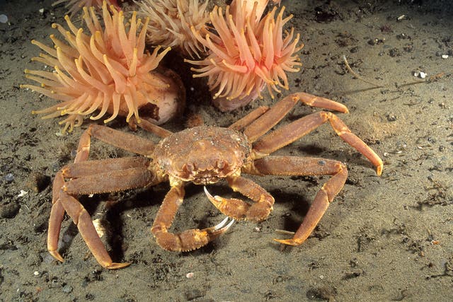 <p>A snow crab in the St Lawrence Bay, Canada </p>