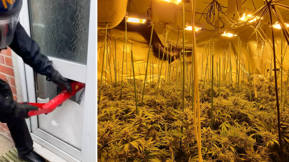 Cannabis plants worth &pound;115,000 seized by police