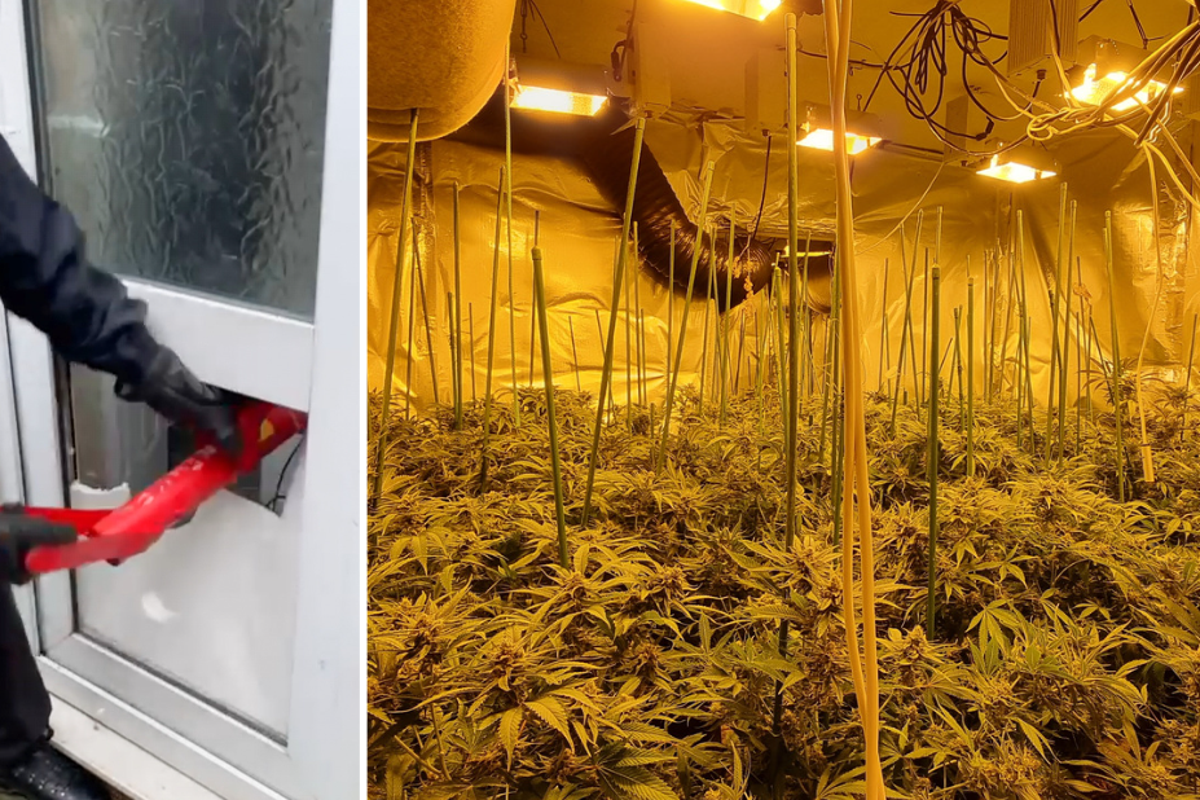 Cannabis plants worth £115,000 seized by police | The Independent