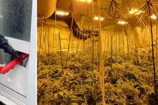 Cannabis plants worth £115,000 seized by police