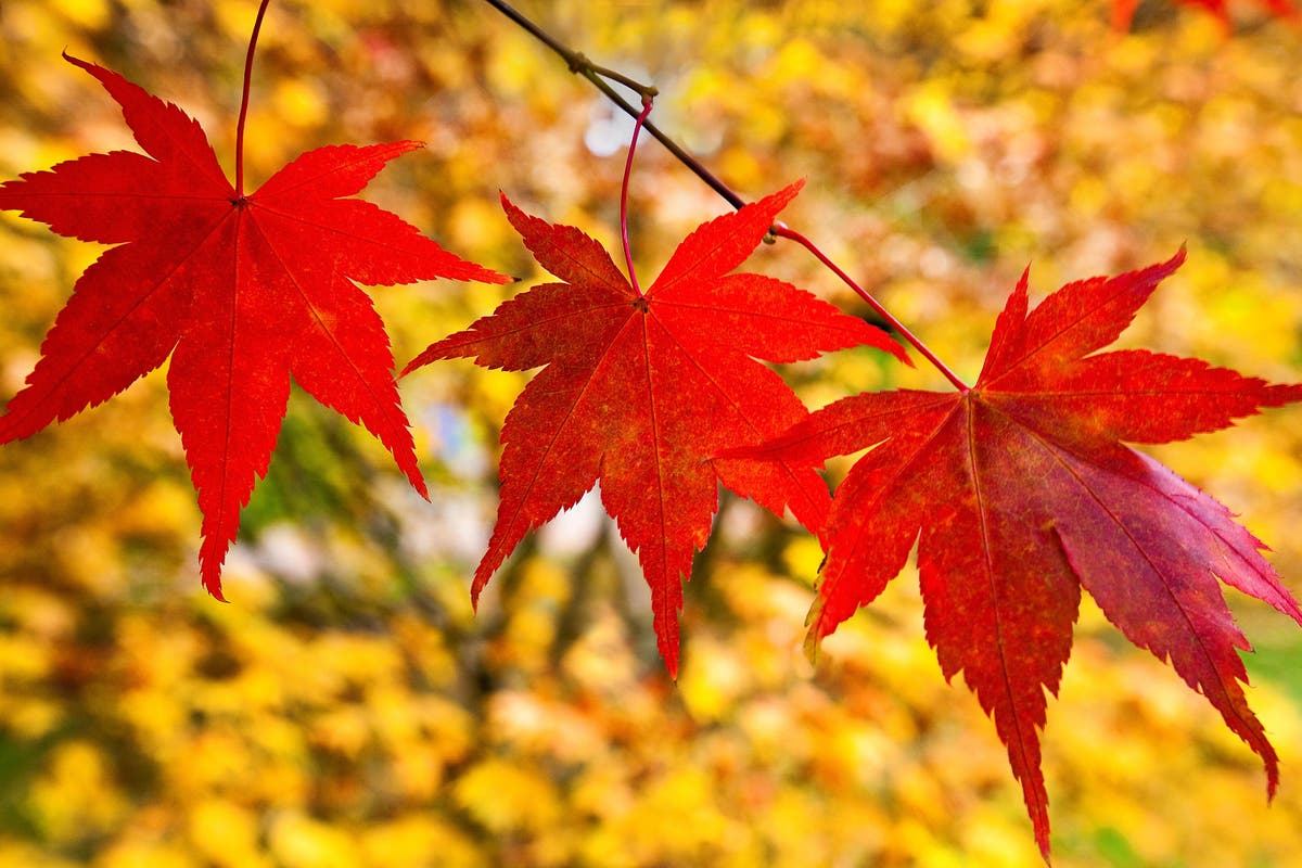 These Japanese maples will bring a world of autumnal colour to your garden