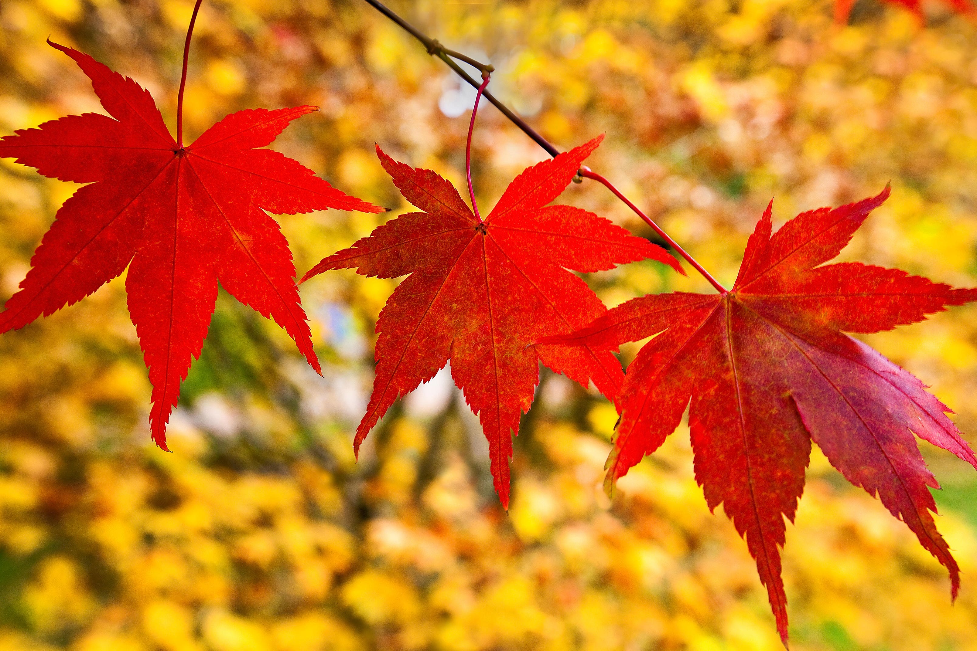 Japanese Maple Leaves Japanese Maple Leaves