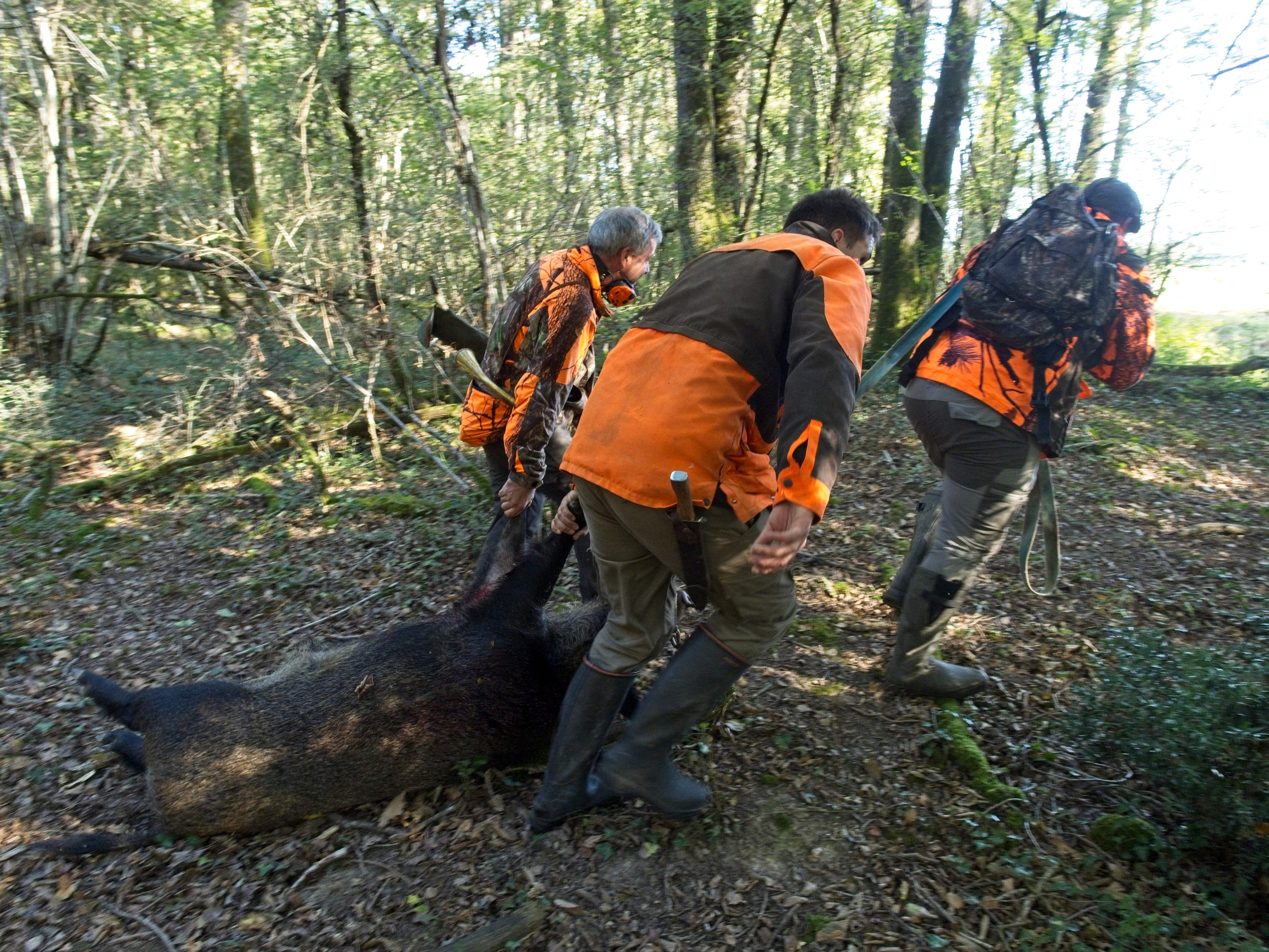 File photo: Hunters carry a killed boar on the opening day of France’s hunting season near Neuille-Pont-Pierre, central France on 18 September