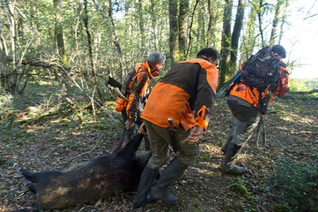<p>File Hunters carry a killed boar on the opening day of France’s hunting season near Neuille-Pont-Pierre, central France on 18 September</p>