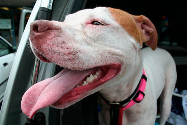 <p>Representational image: A portrait of a pit bull terrier</p>