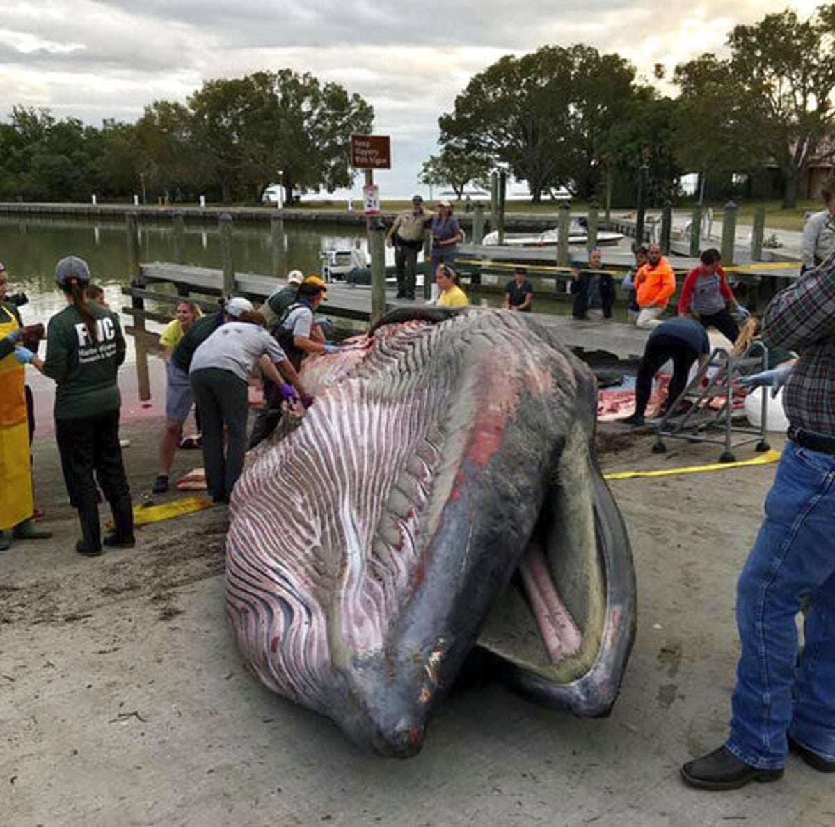 New species of whale discovered last year already ‘on edge of extinction’