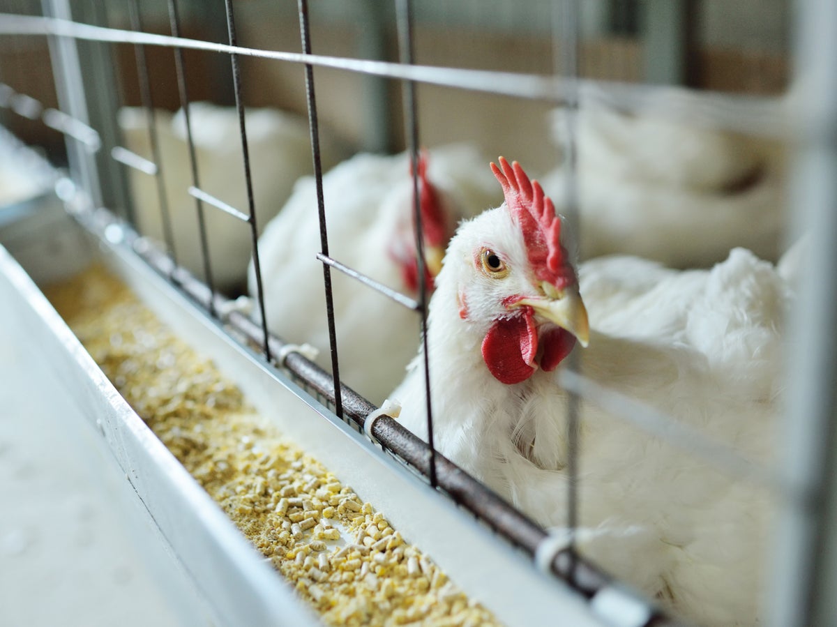 Bird flu: Animals ordered to be kept indoors across England