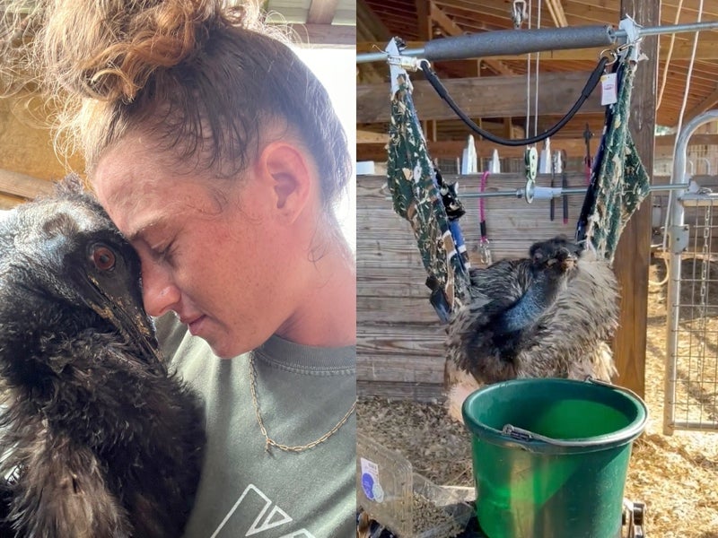 Emmanuel, the TikTok star emu, is fighting for his life amid avian flu outbreak