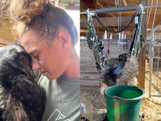 TikTok star Emmanuel the emu fighting for life amid avian flu outbreak, caretaker says 