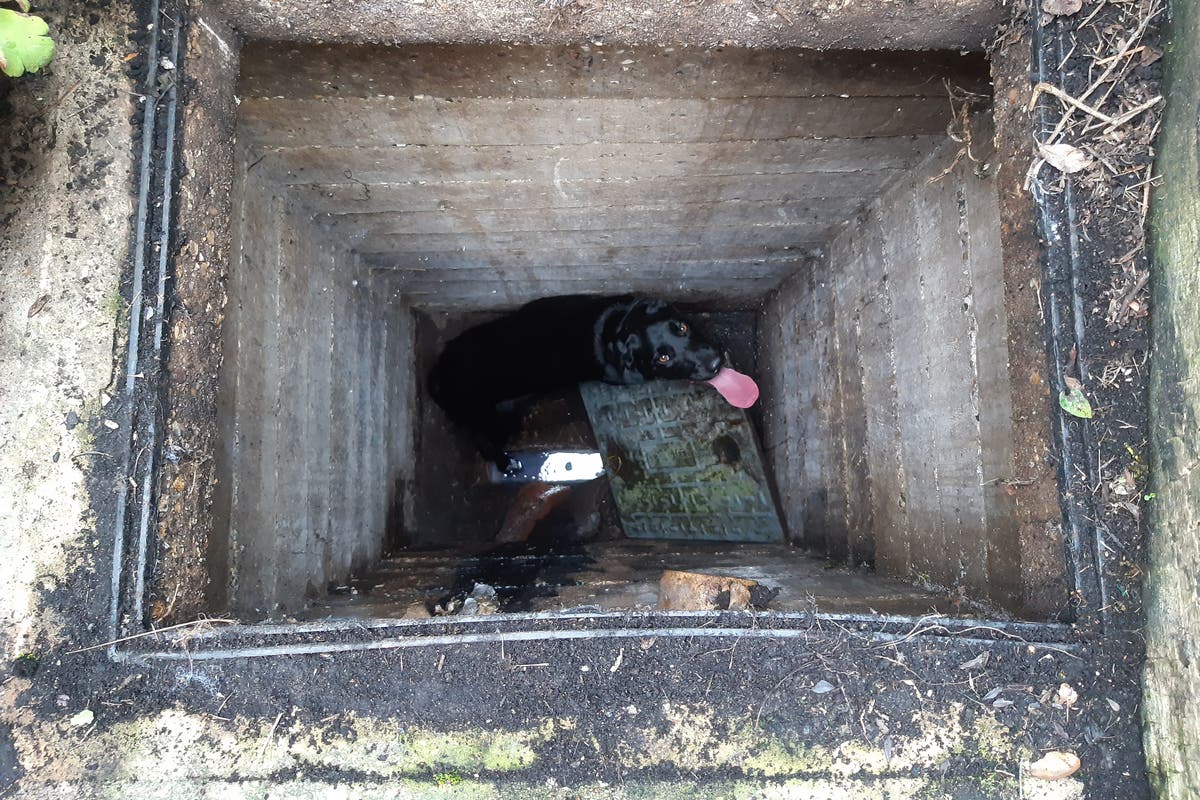 ‘Unsavoury’ rescue for black labrador who fell into three-metre-deep sewer ‘Unsavoury’ rescue for black labrador who fell into three-metre-deep sewer