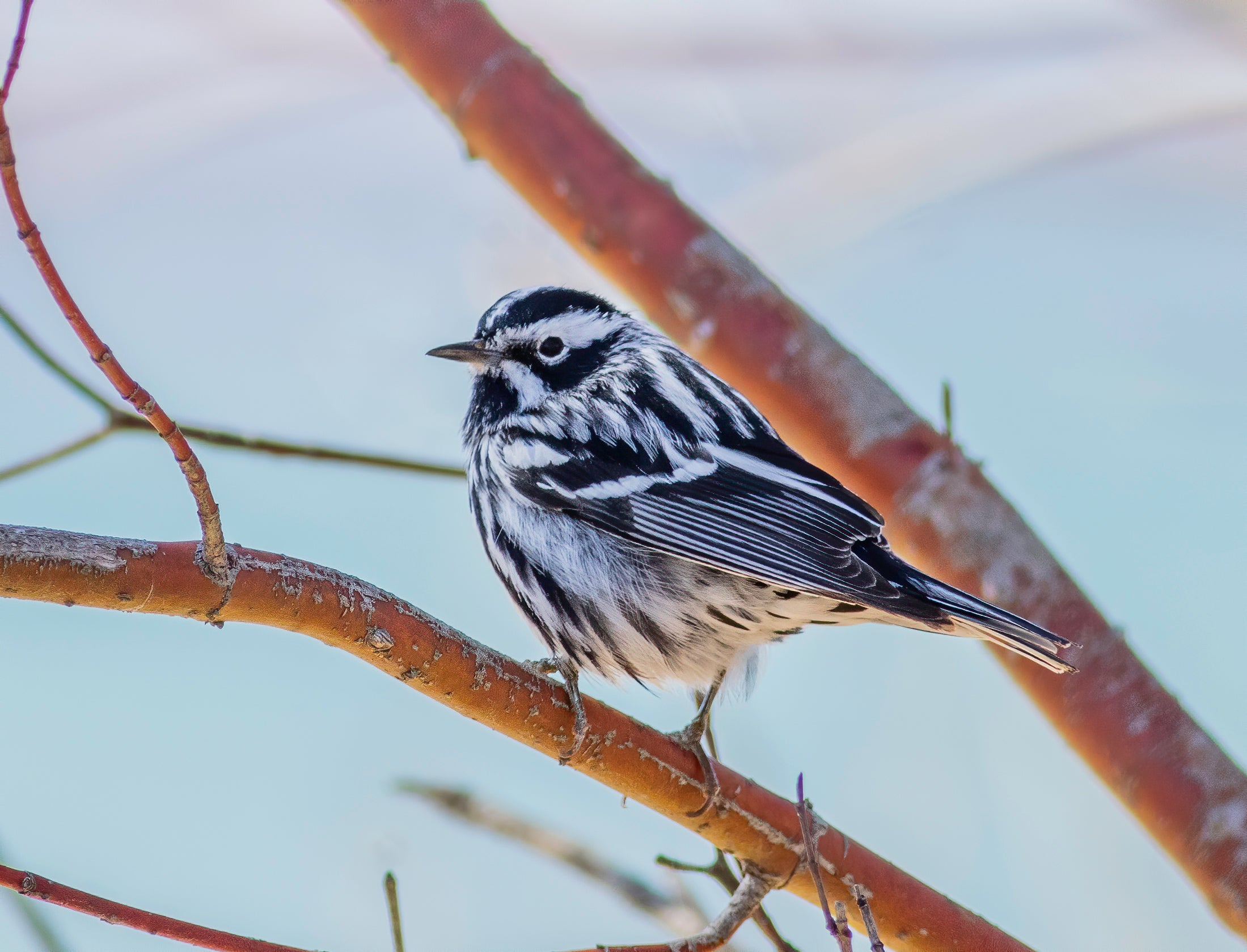 A black-and-white warbler, one species of bird that has been rescued from outside a building on Manhattan’s Upper West Side