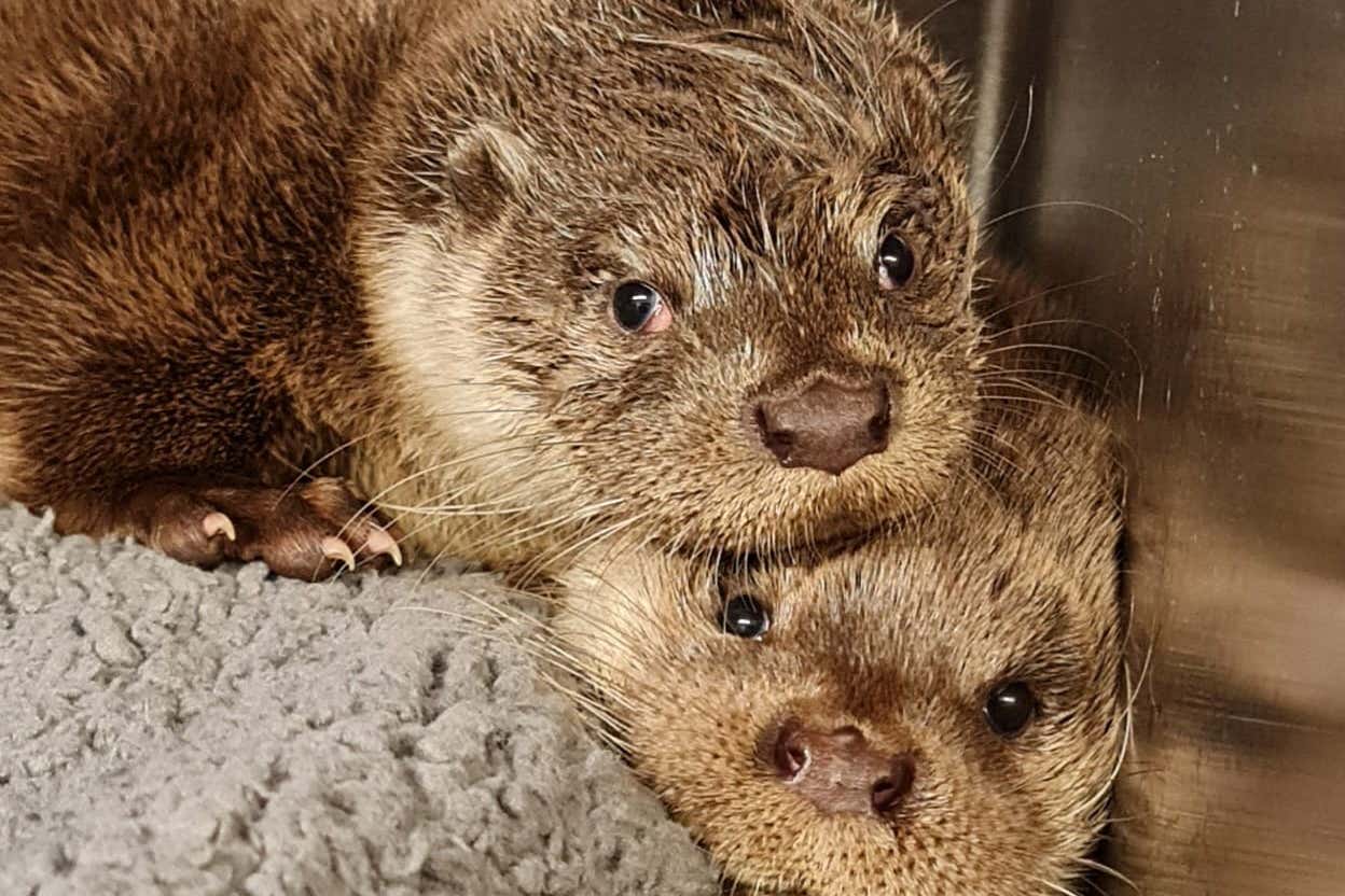 Two otter pups, thought to be brother and sister, have been reunited after separate rescues (South Essex Wildlife Hospital/PA)