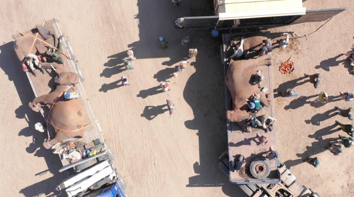 Inside the mass translocation of elephants in southern Zimbabwe Inside the mass translocation of elephants in southern Zimbabwe