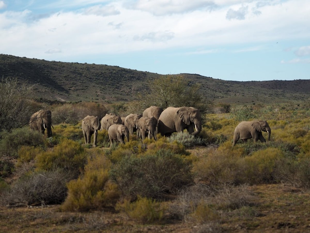 KAZA elephant survey kicks off in southern Africa