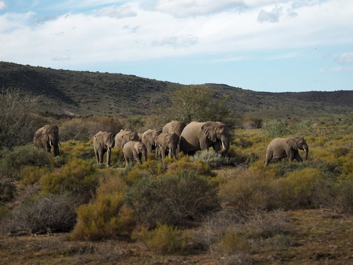 KAZA elephant survey kicks off in southern Africa KAZA elephant survey kicks off in southern Africa