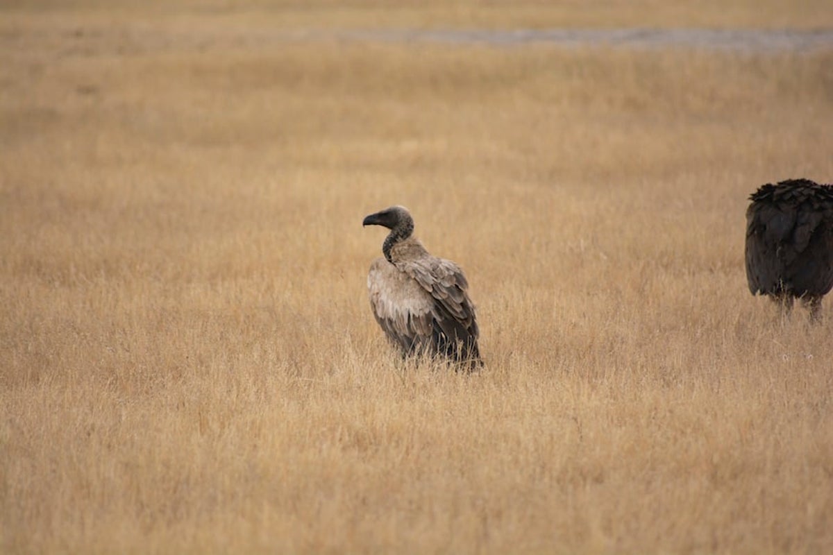 Vultures poisoned in Botswana’s Chobe National Park