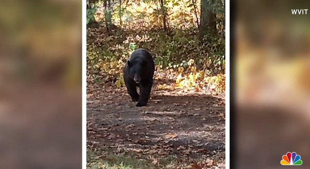 <p>The 250lb black bear that attacked a 10-year-old boy in Connecticut on Sunday is seen in this picture, before it was euthanized by local authorities </p>