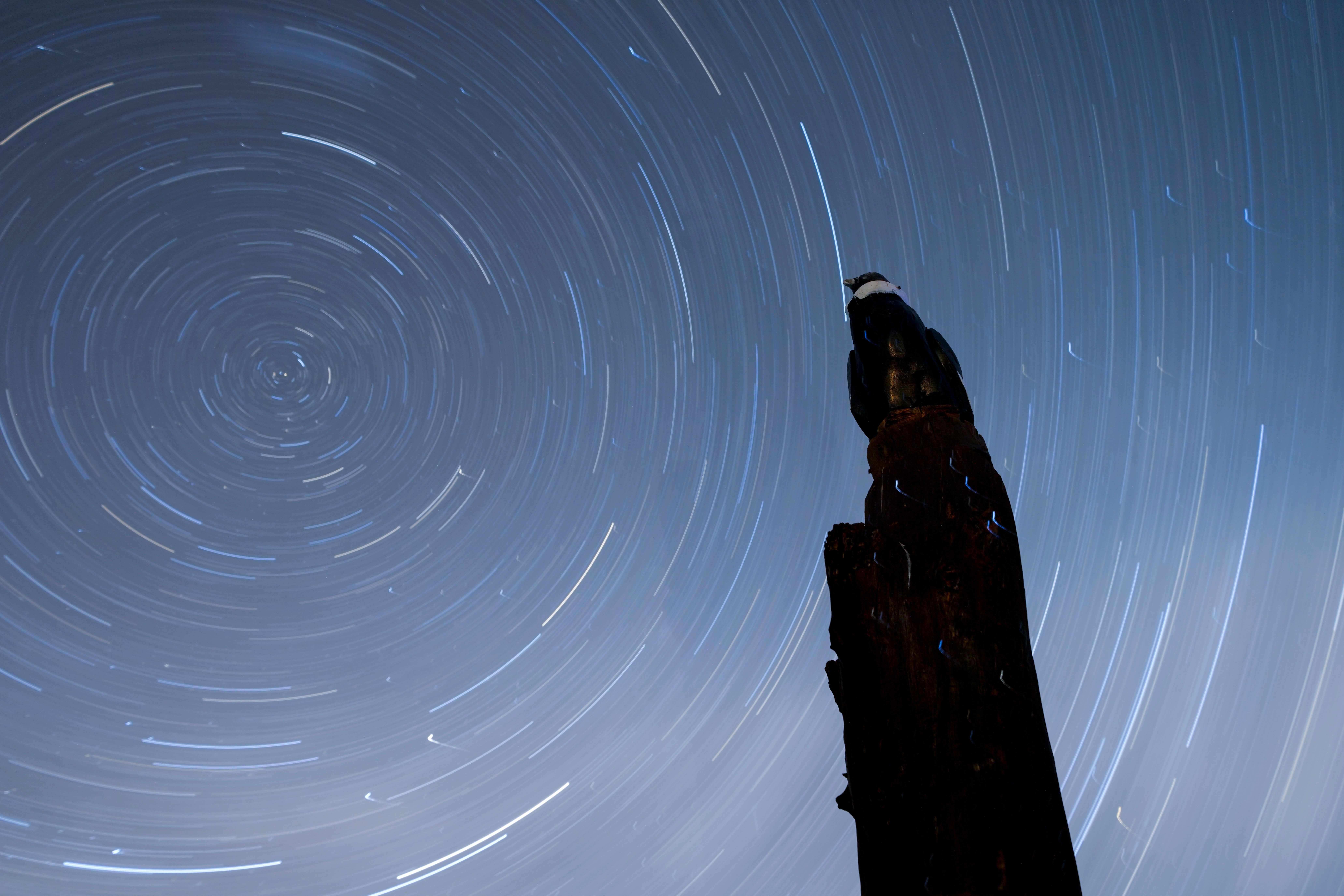 Argentina Andean Condor
